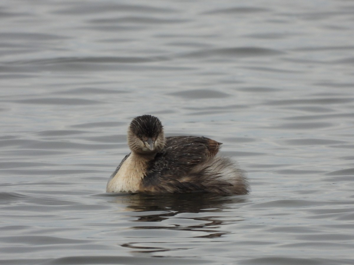 Hoary-headed Grebe - ML640886217