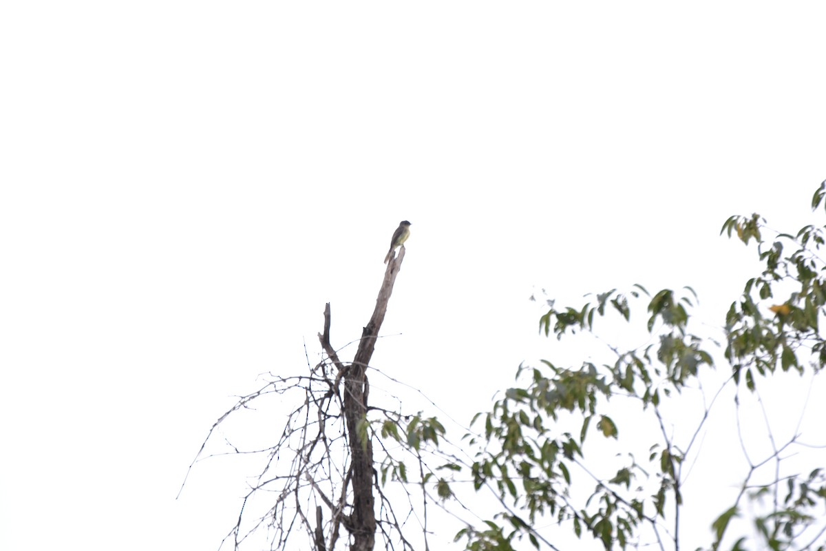 Eastern Phoebe - ML640886221
