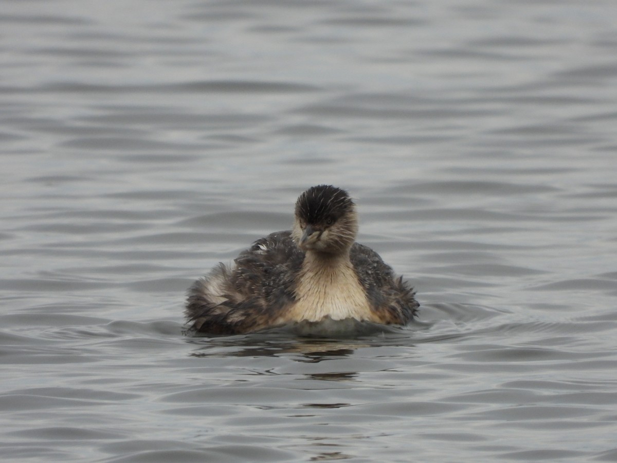 Hoary-headed Grebe - ML640886242