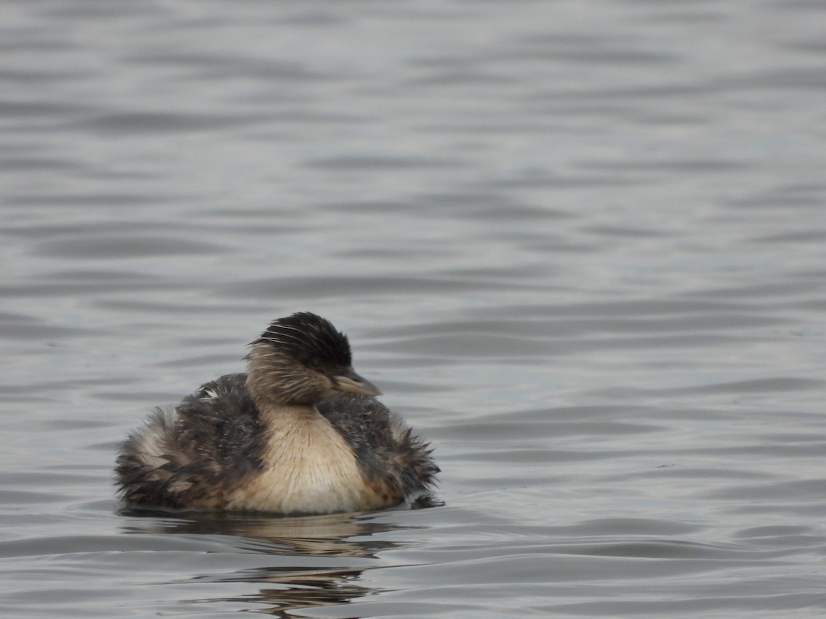 Hoary-headed Grebe - ML640886243