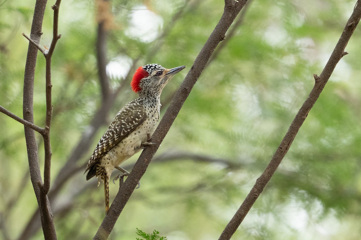Nubian Woodpecker - ML640886258