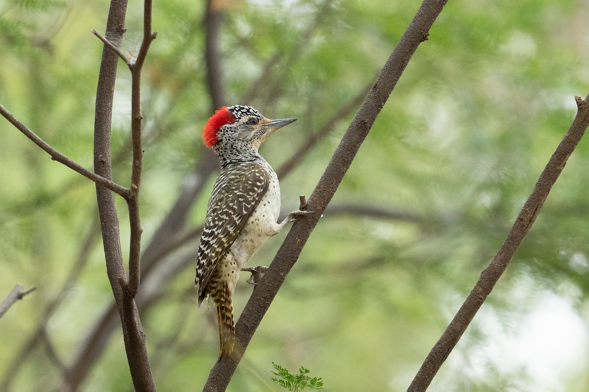 Nubian Woodpecker - ML640886259