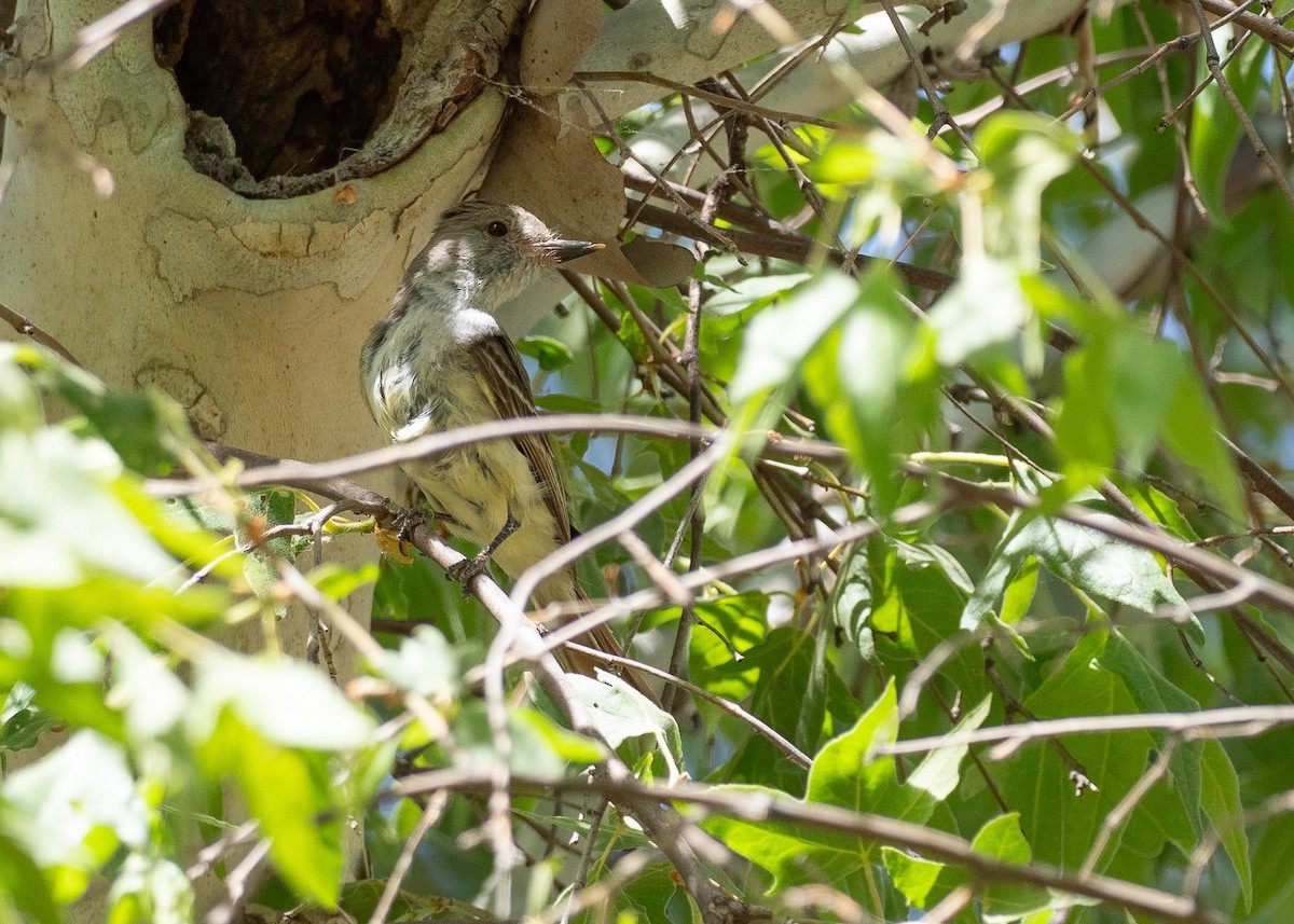 Nutting's Flycatcher - ML640886287