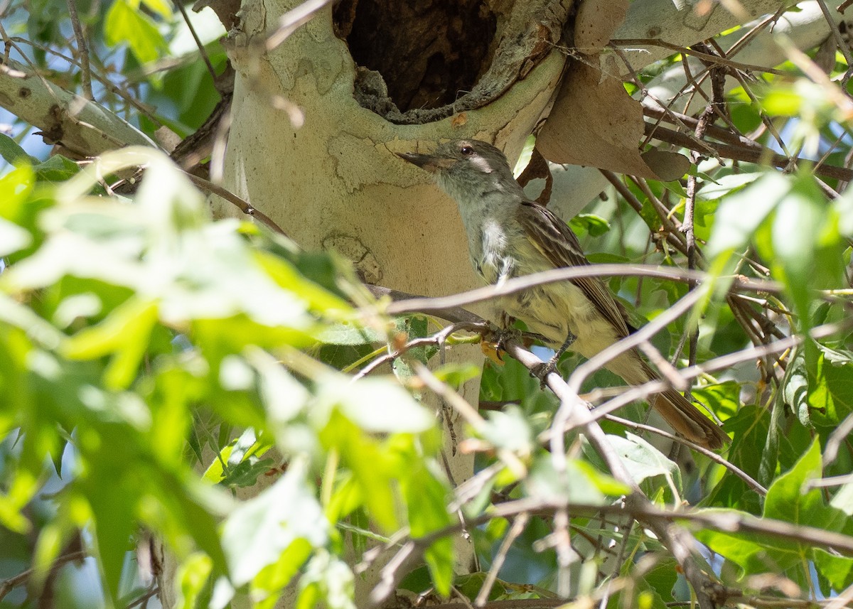 Nutting's Flycatcher - ML640886288