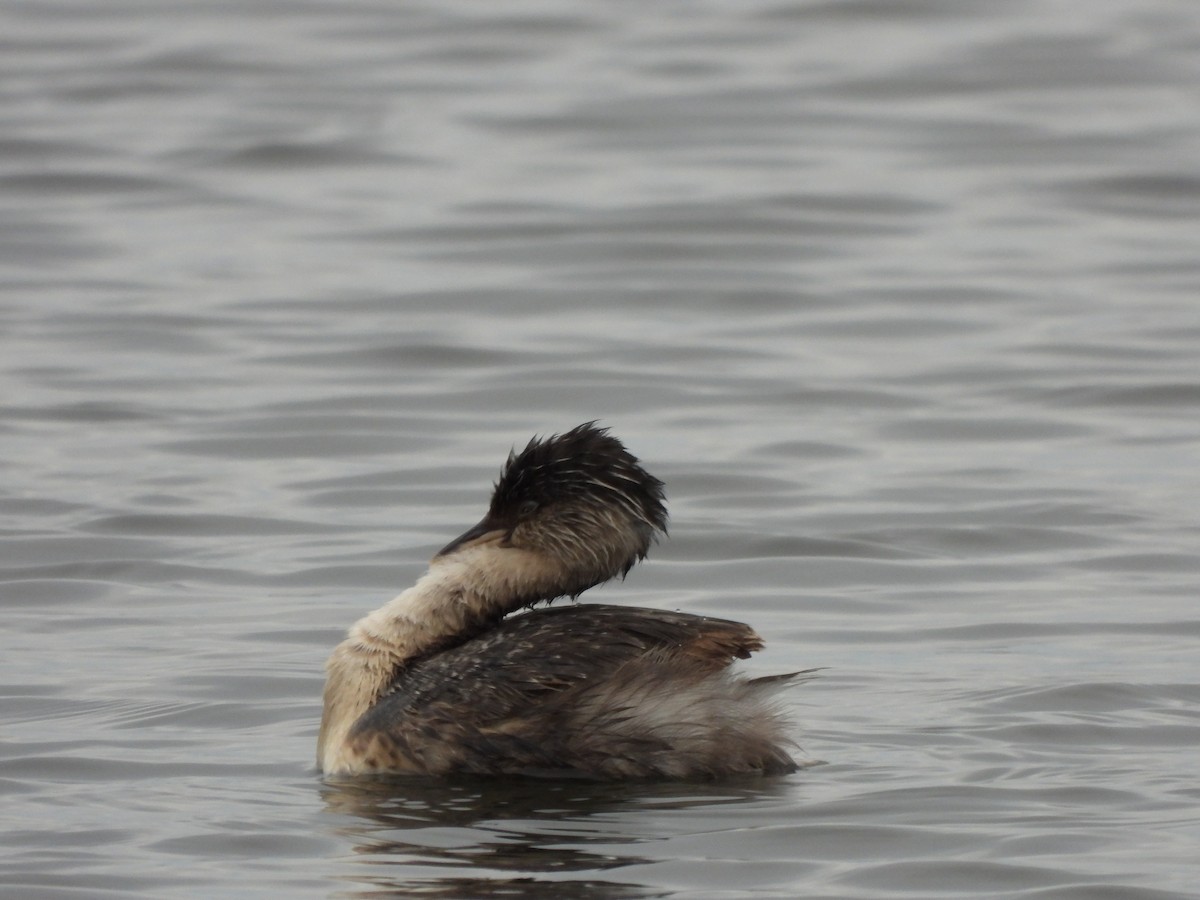 Hoary-headed Grebe - ML640886313