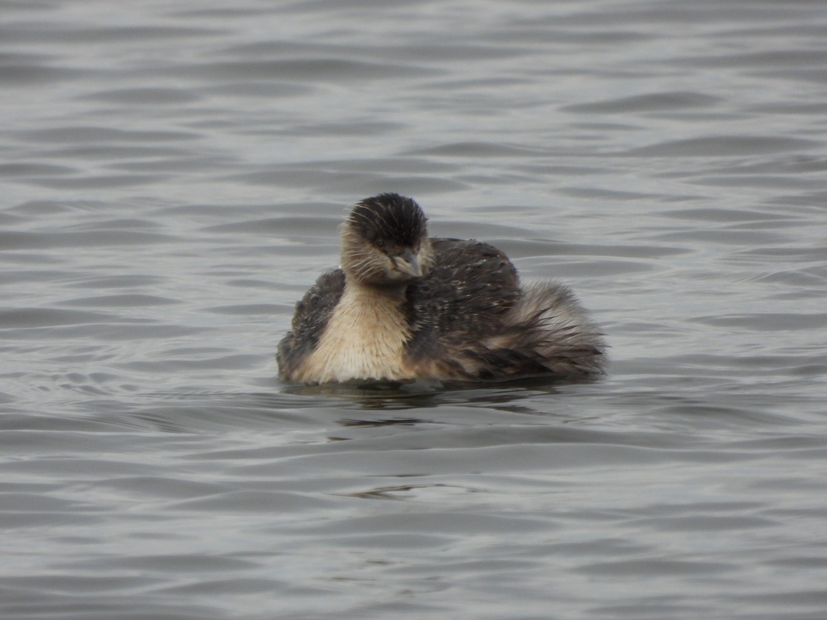 Hoary-headed Grebe - ML640886314