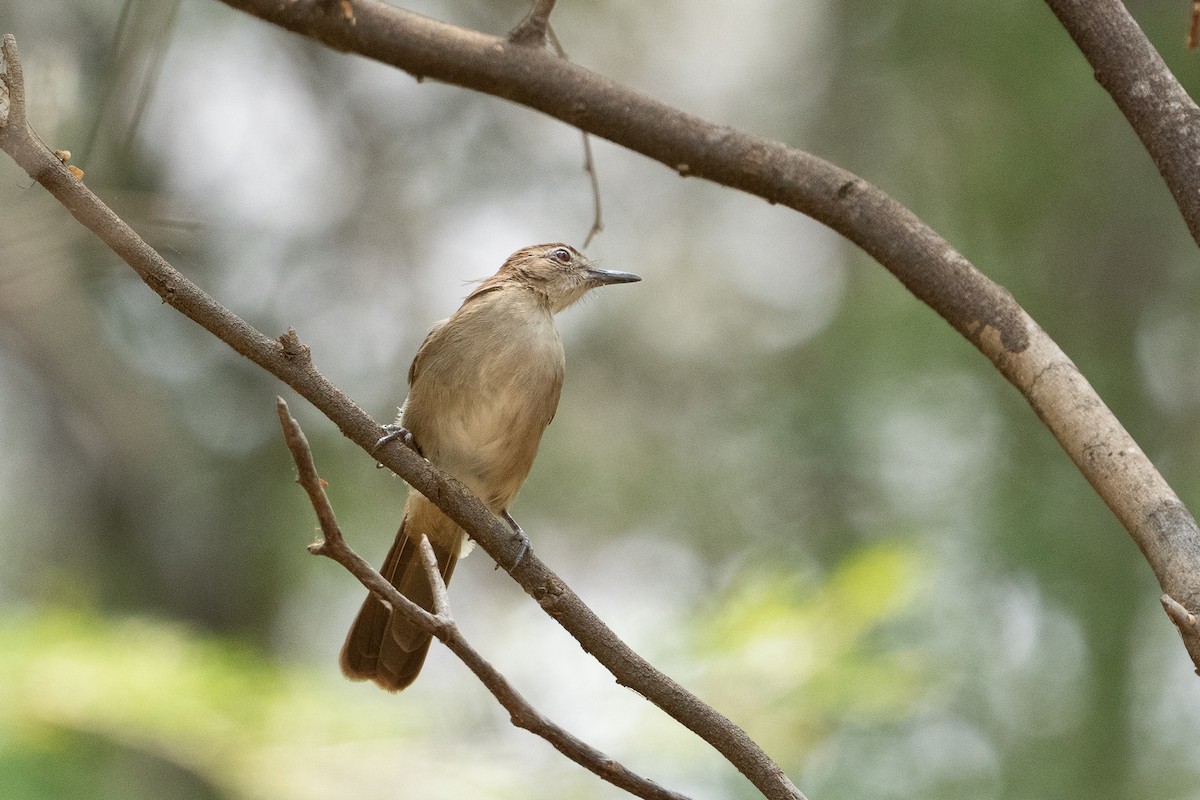 Northern Brownbul - ML640886345