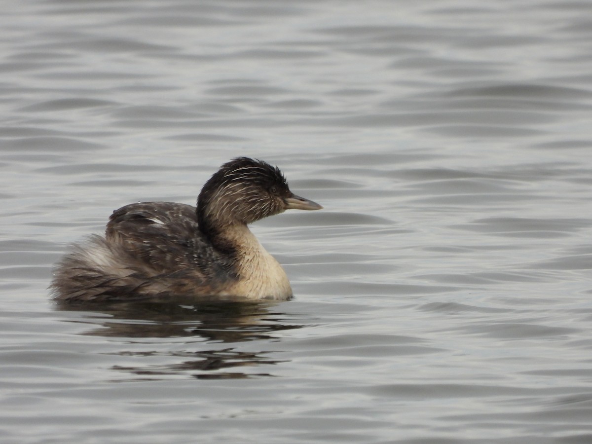 Hoary-headed Grebe - ML640886351