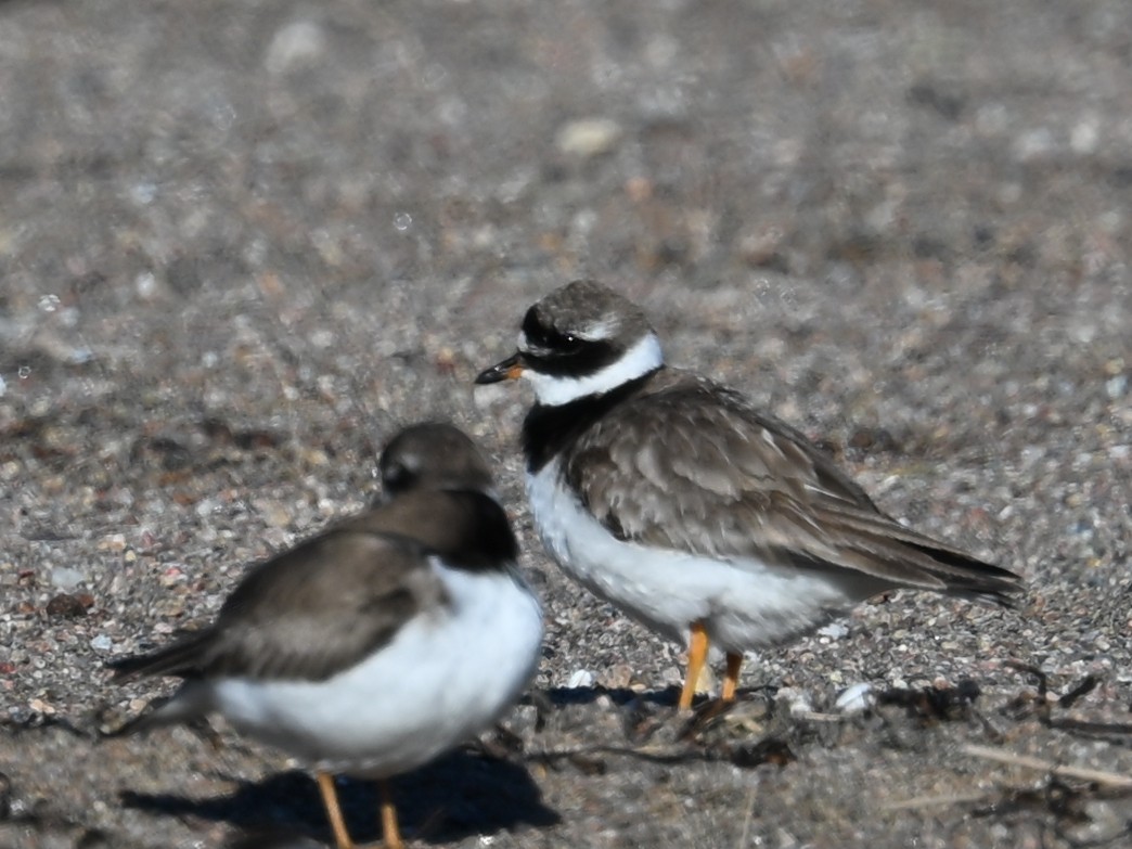 Common Ringed Plover - ML640886426