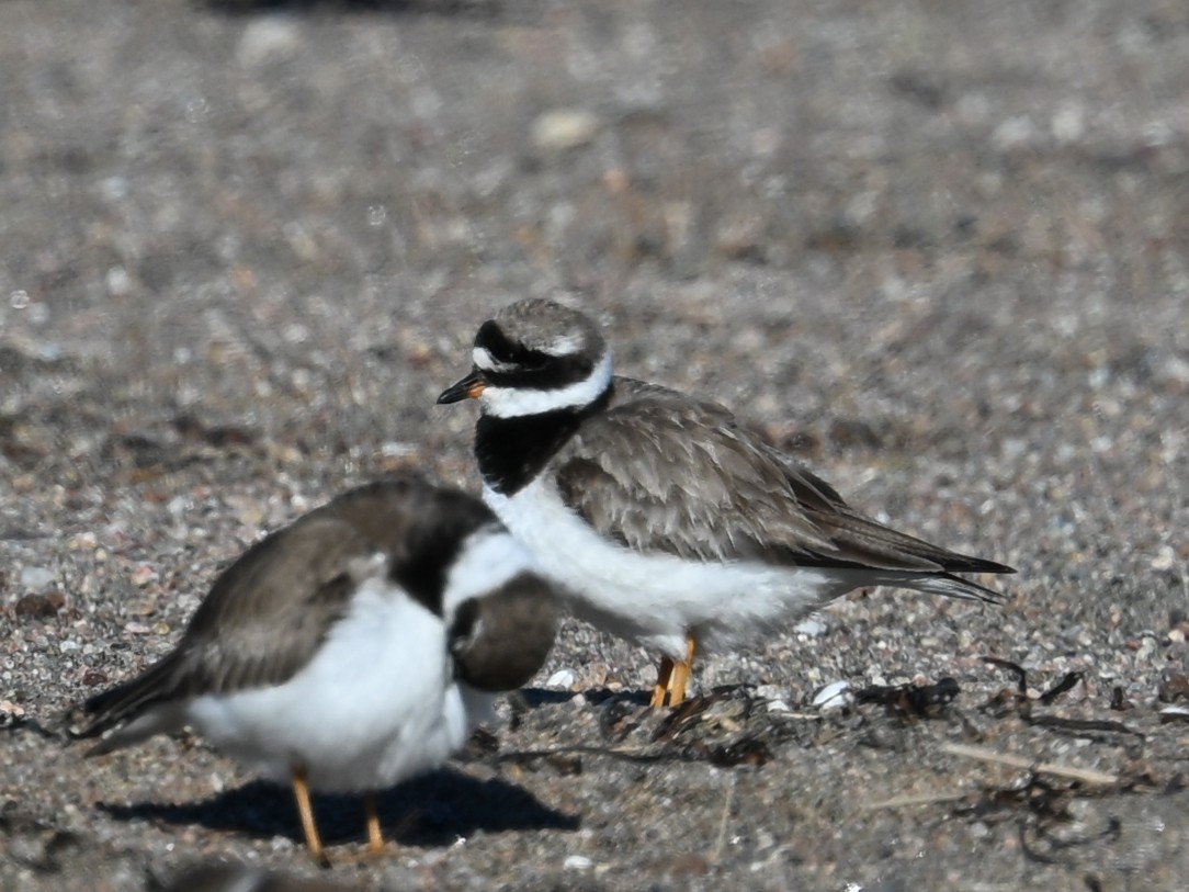 Common Ringed Plover - ML640886433