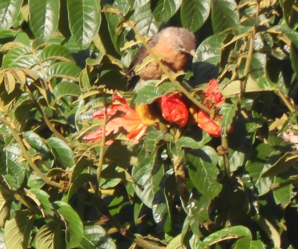 Rufous-collared Robin - ML640886505