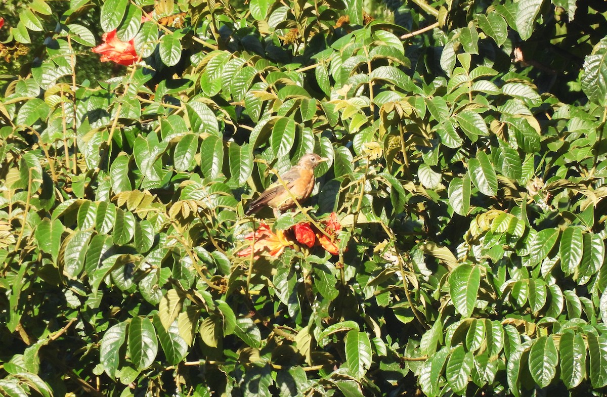 Rufous-collared Robin - ML640886506