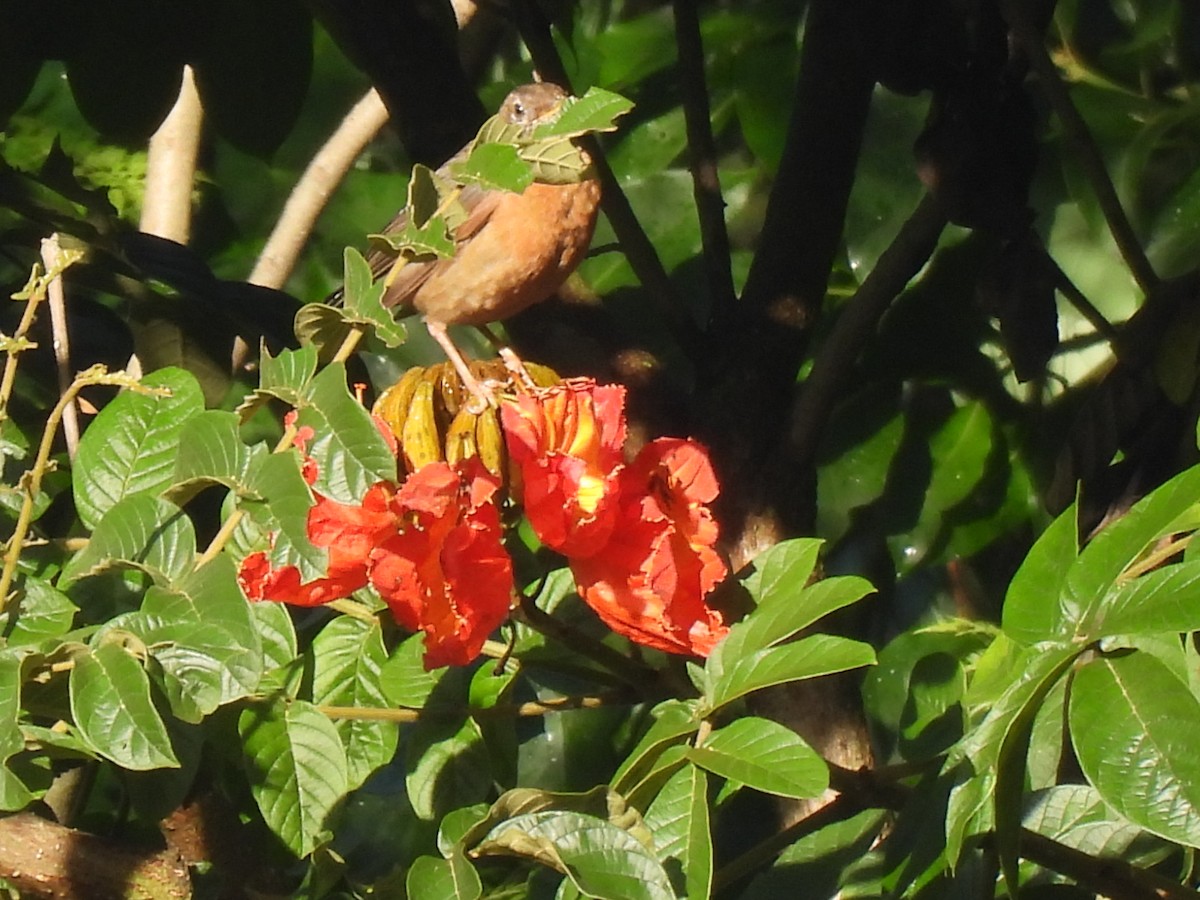 Rufous-collared Robin - ML640886513