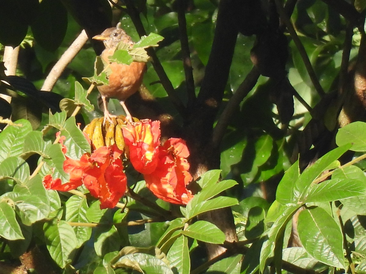 Rufous-collared Robin - ML640886514