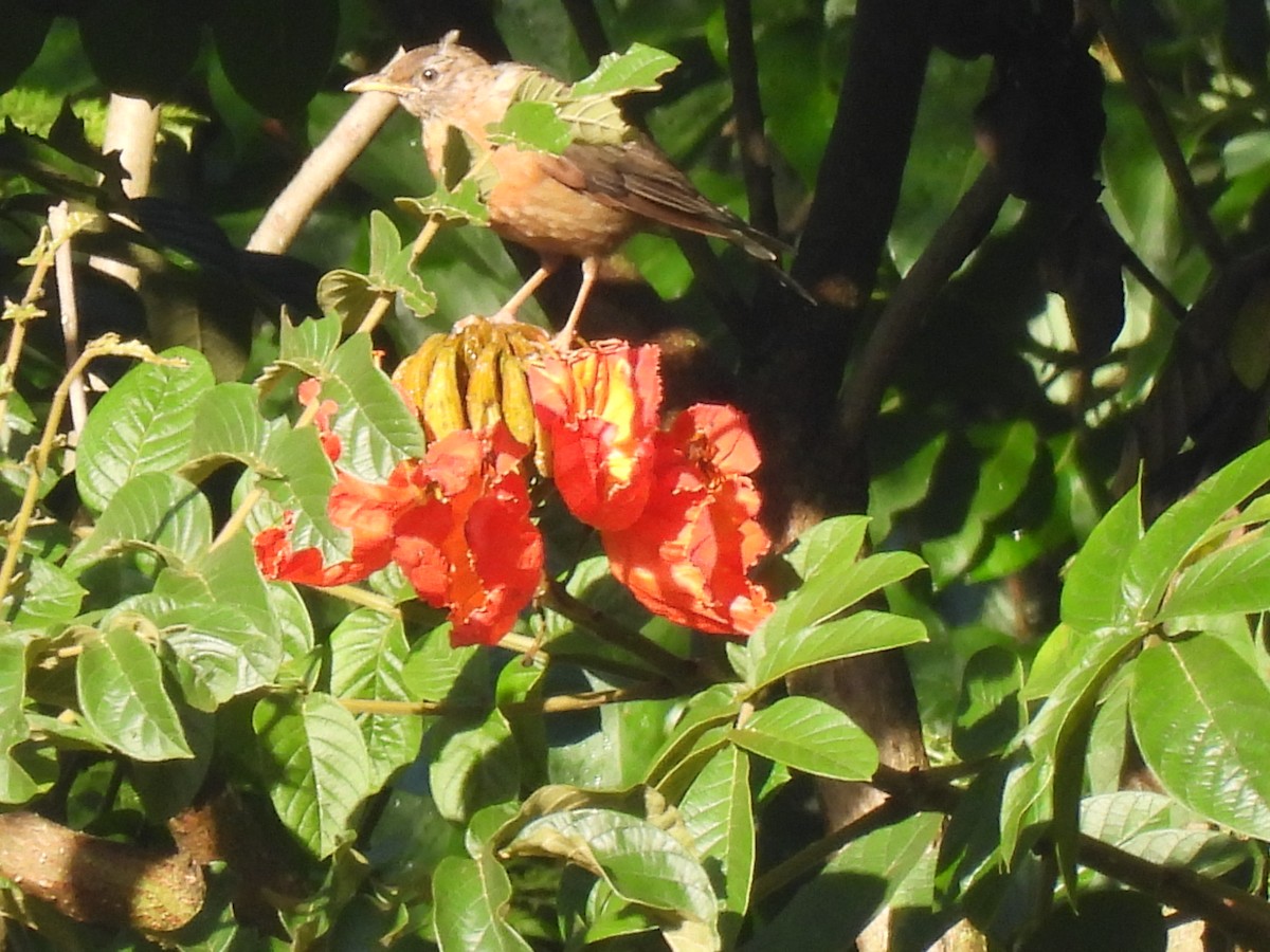 Rufous-collared Robin - ML640886515