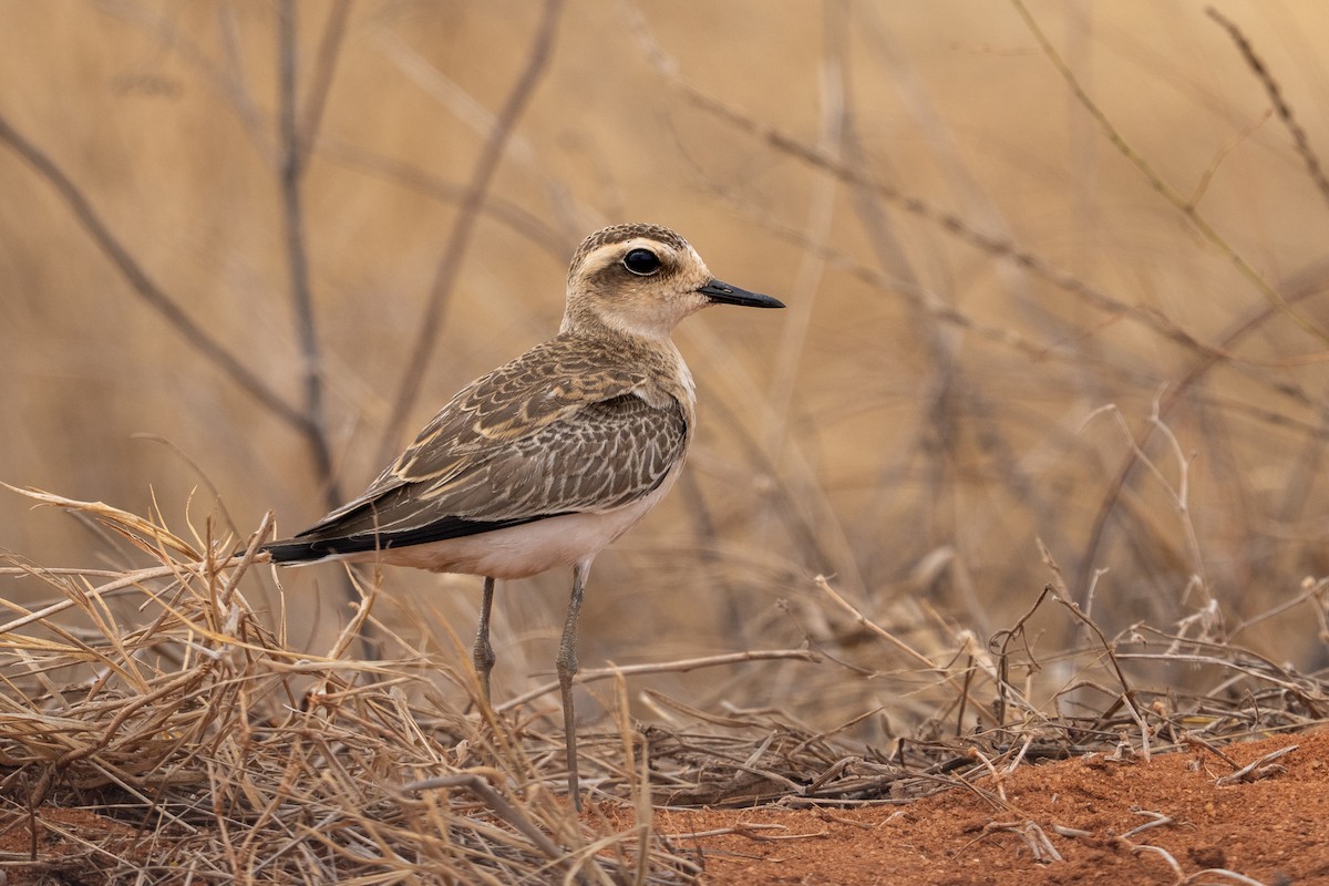 Caspian Plover - ML640886543