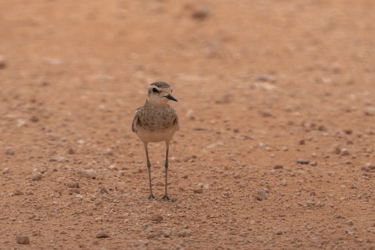 Caspian Plover - ML640886544