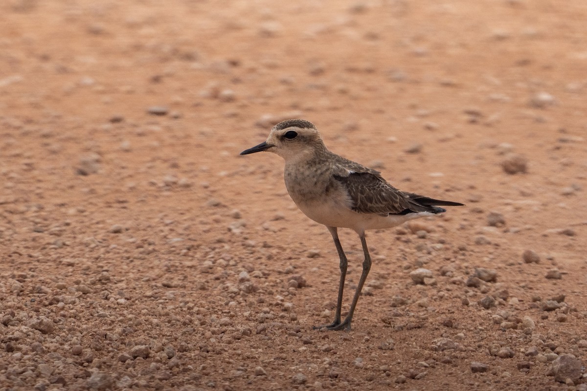 Caspian Plover - ML640886545