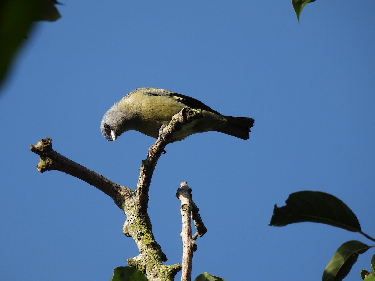 Tangara Aliamarilla - ML640886631