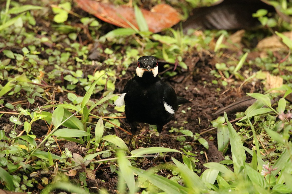 Black Solitaire - ML640886657