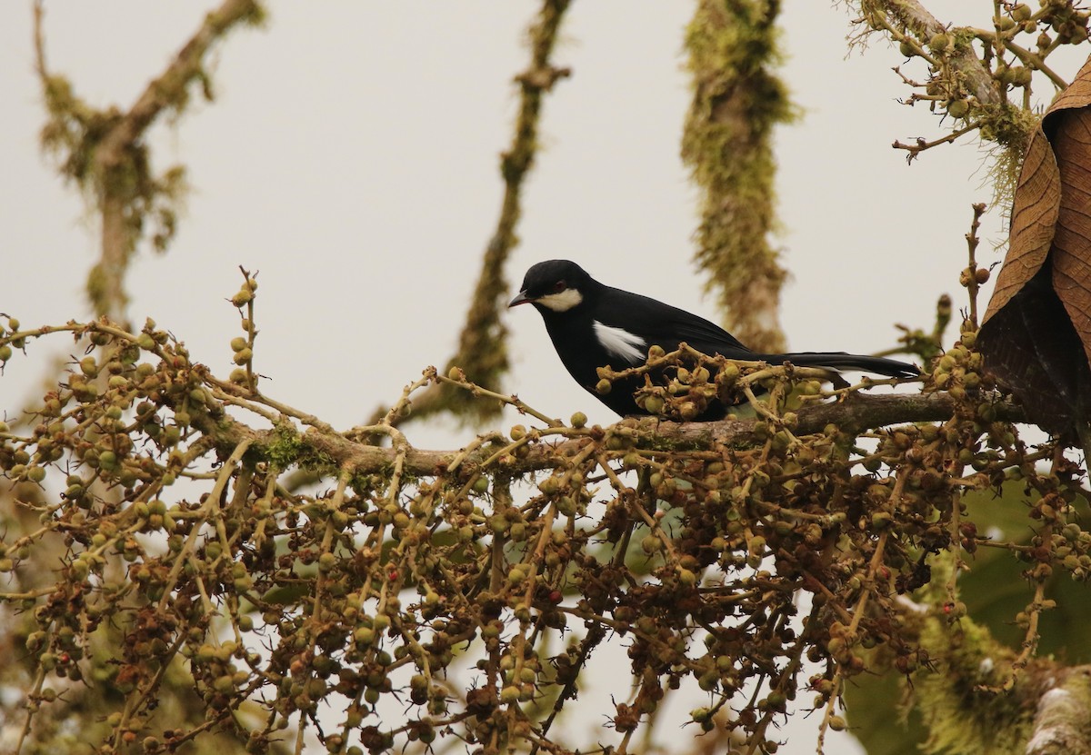 Black Solitaire - ML640886659