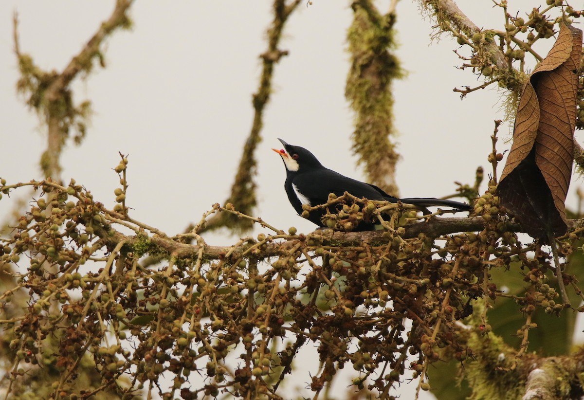 Black Solitaire - ML640886661