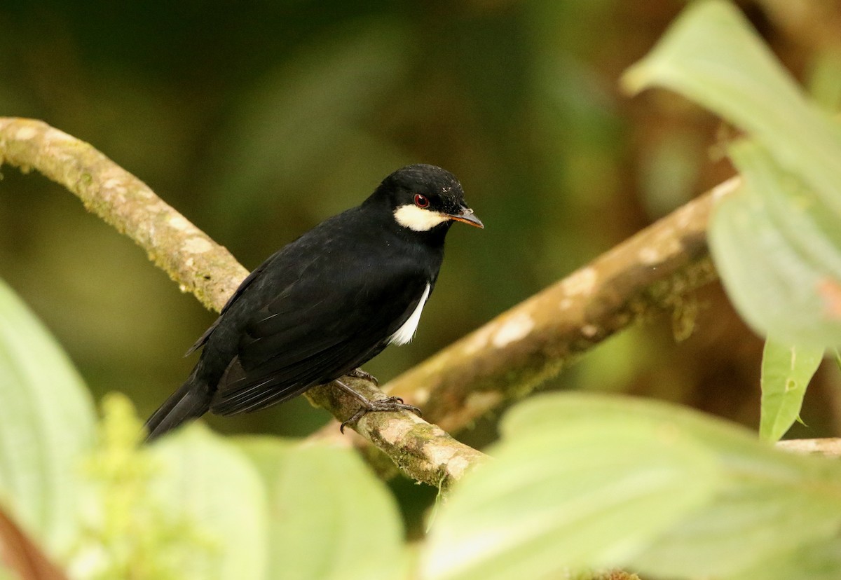 Black Solitaire - ML640886662