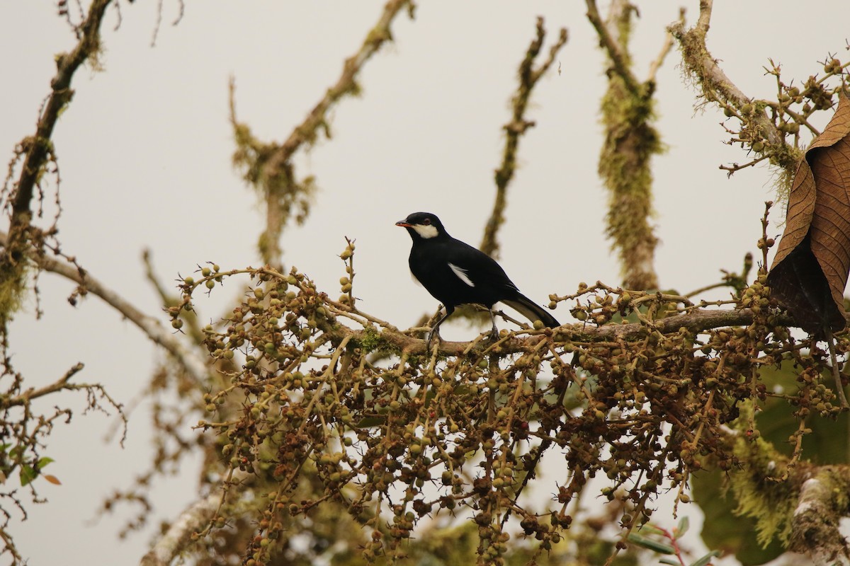 Black Solitaire - ML640886663