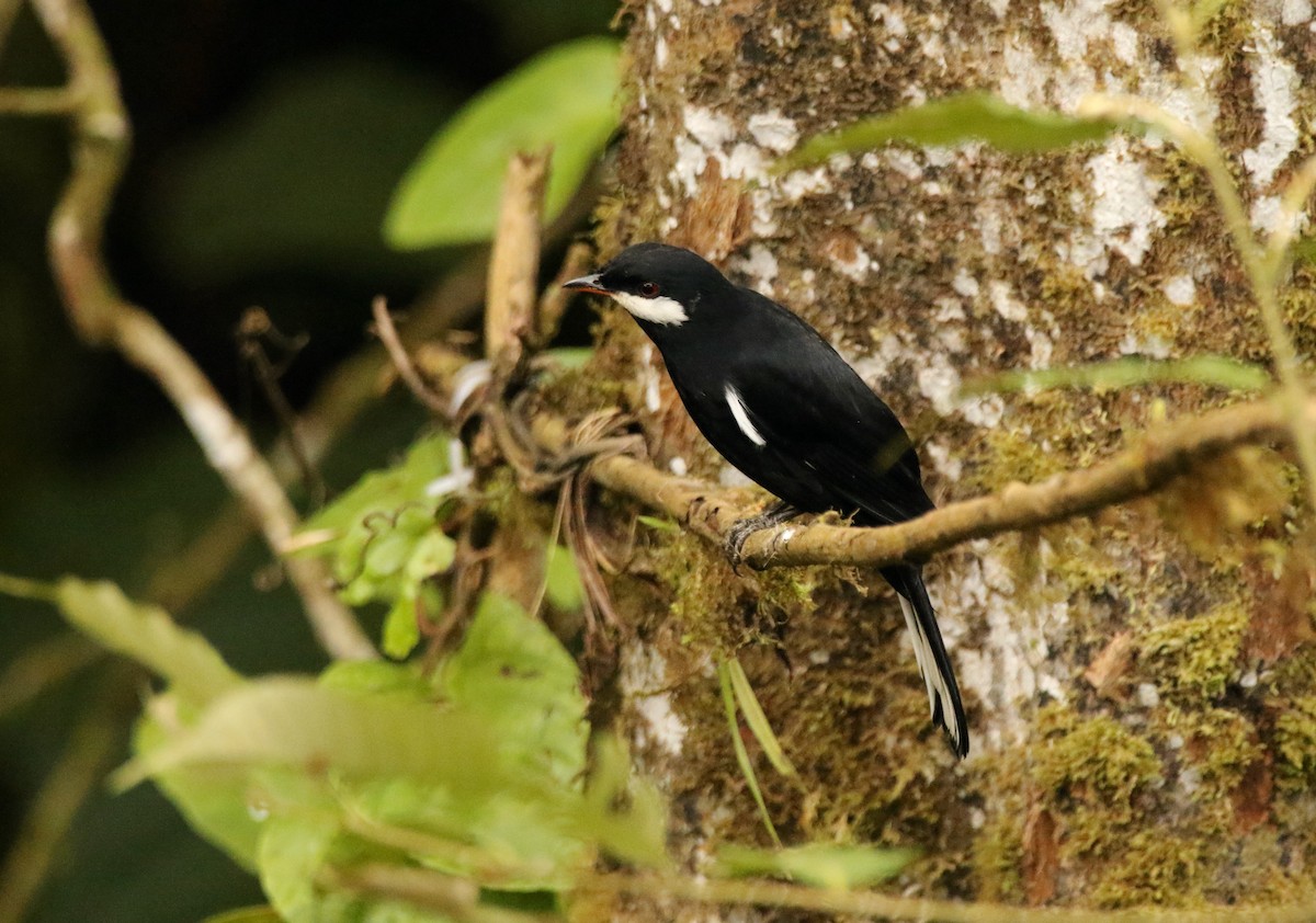 Black Solitaire - ML640886665
