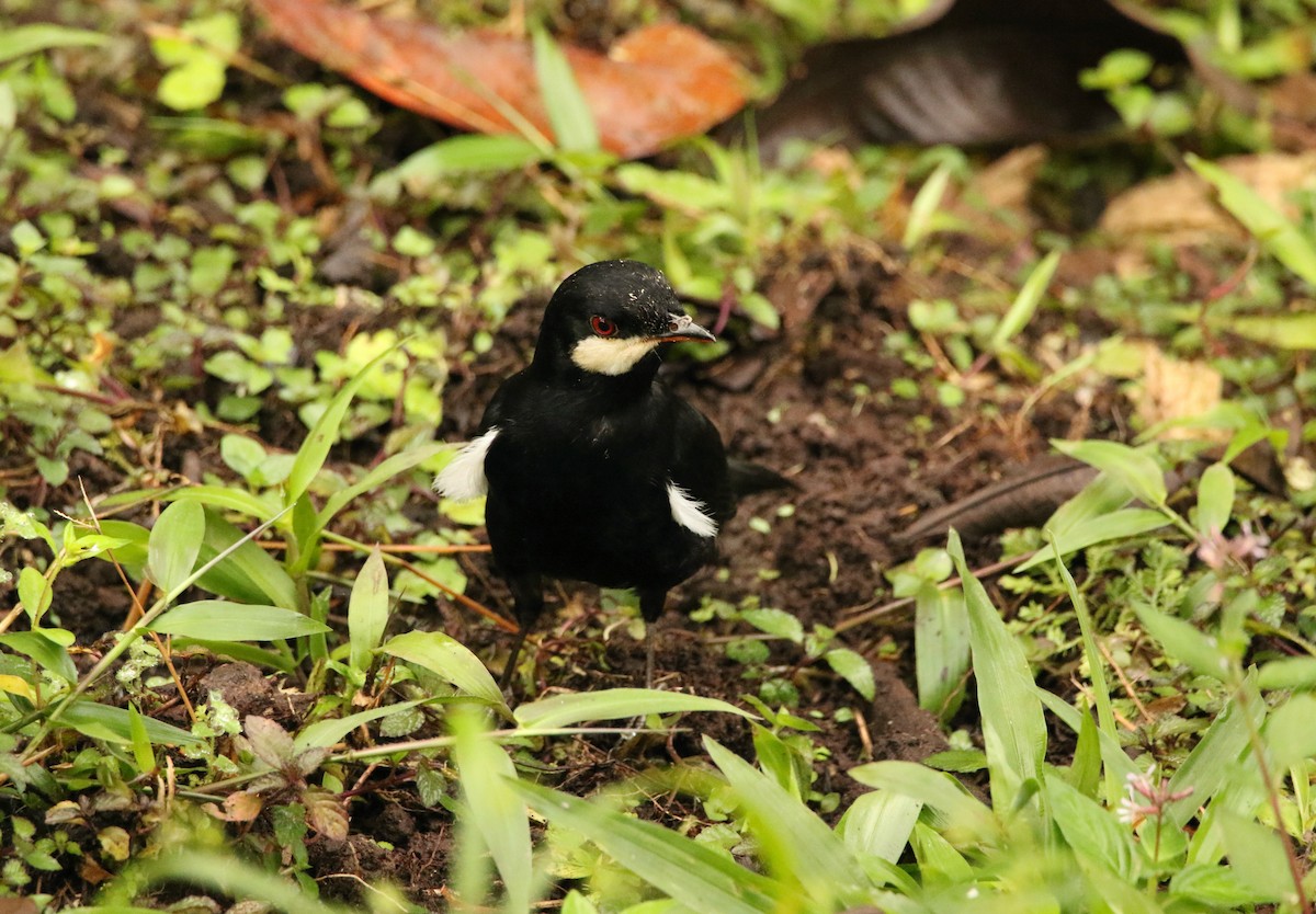 Black Solitaire - ML640886666