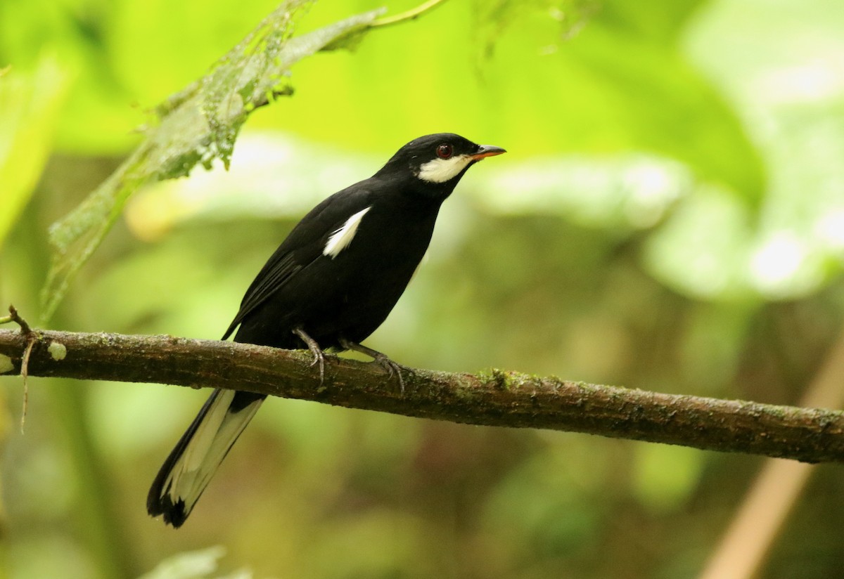 Black Solitaire - ML640886668