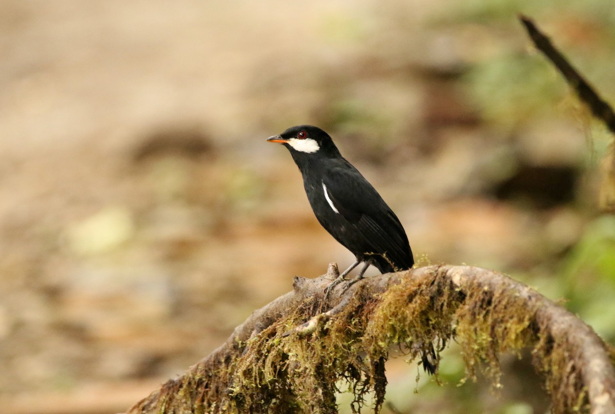 Black Solitaire - ML640886675