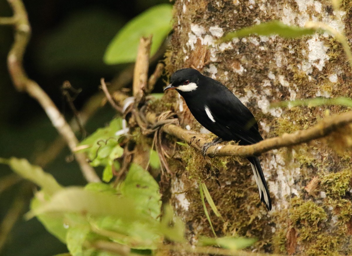 Black Solitaire - ML640886676