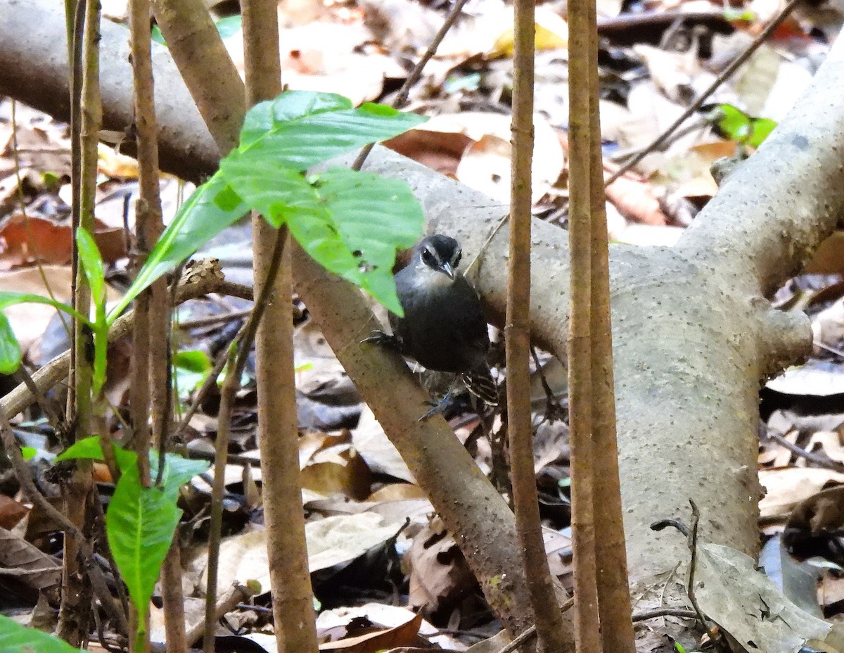 White-throated Antbird - ML640886682