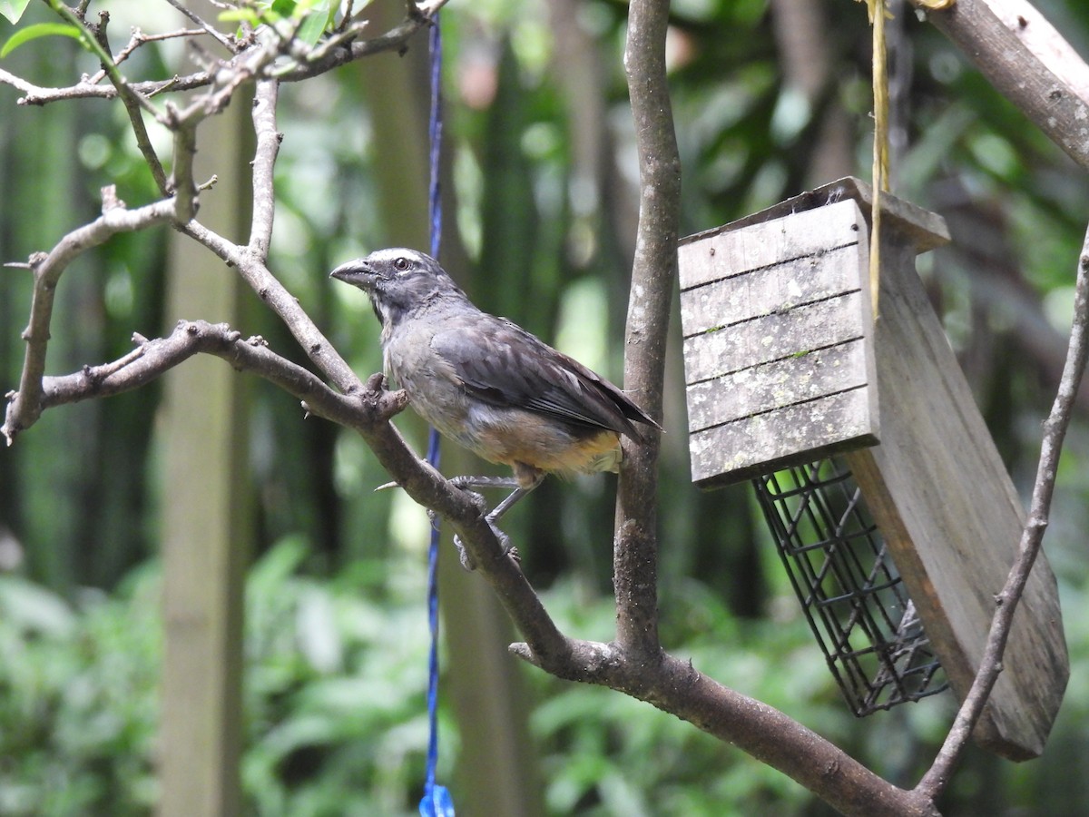 Cinnamon-bellied Saltator - ML640886686