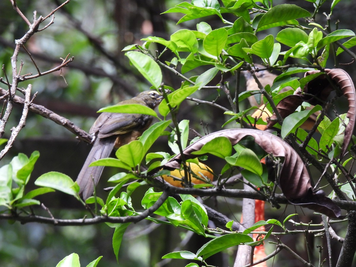 Cinnamon-bellied Saltator - ML640886687