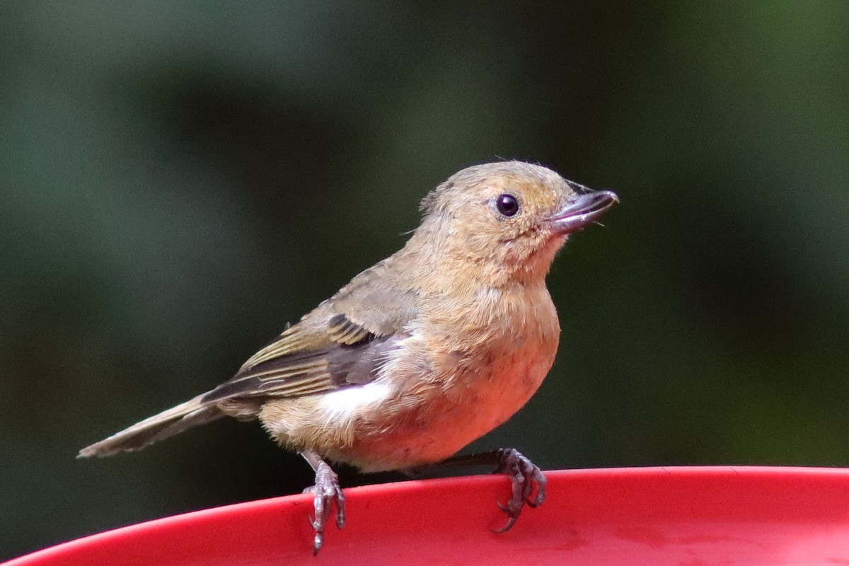 White-sided Flowerpiercer - ML640886719