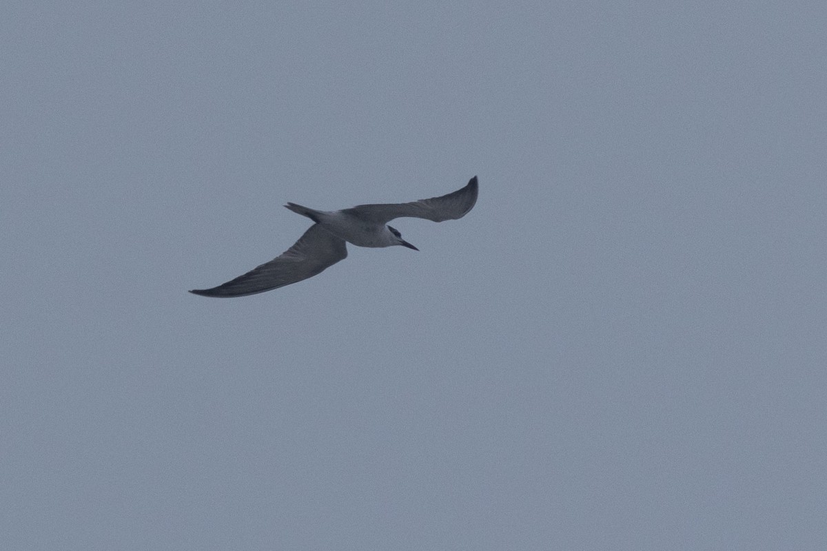 Common Tern (longipennis) - ML640886722
