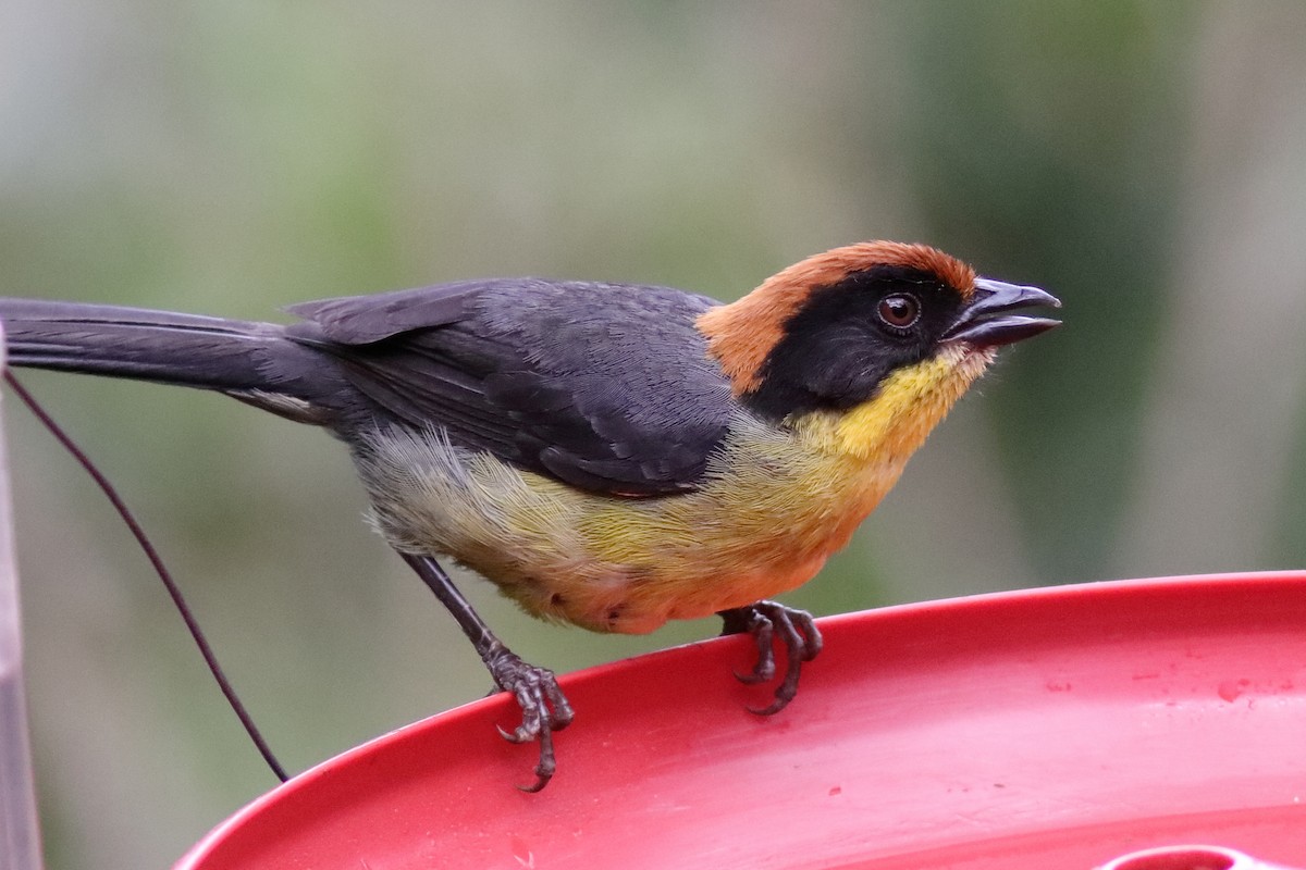 Yellow-breasted Brushfinch (Yellow-breasted) - ML640886726