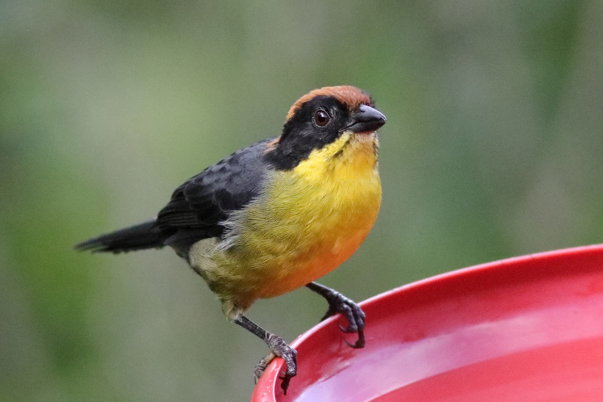 Yellow-breasted Brushfinch (Yellow-breasted) - ML640886727