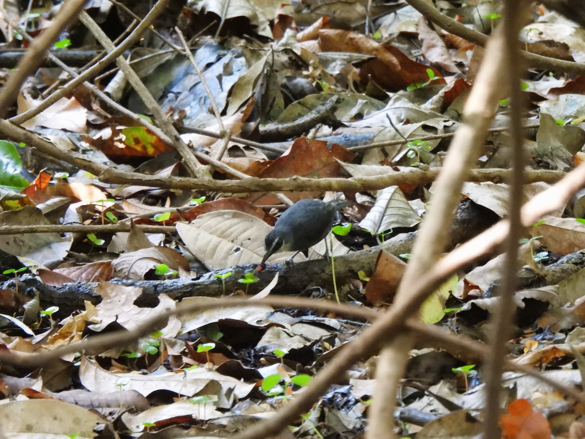White-throated Antbird - ML640886728