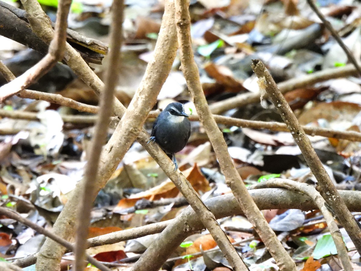 White-throated Antbird - ML640886729