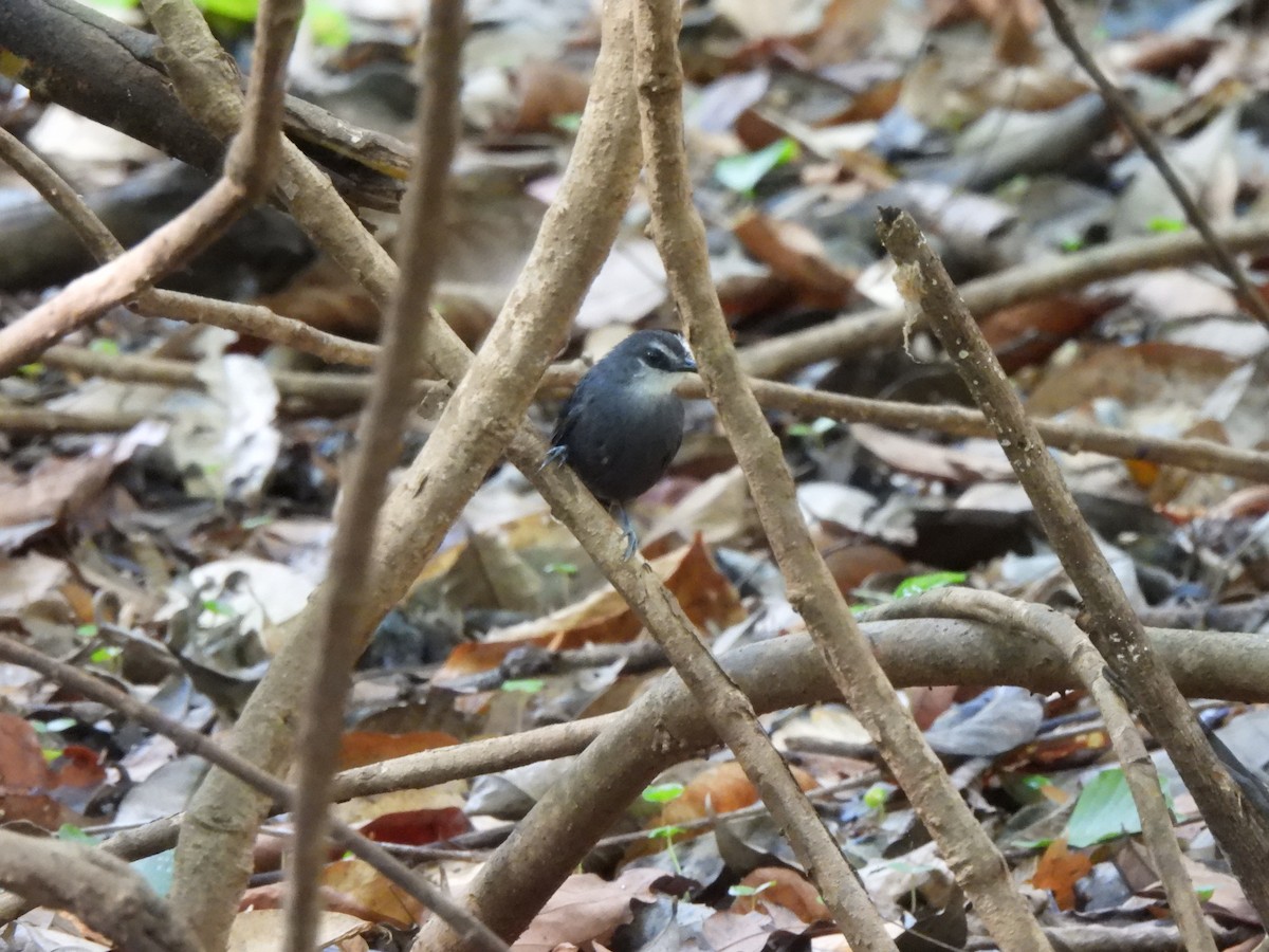 White-throated Antbird - ML640886730