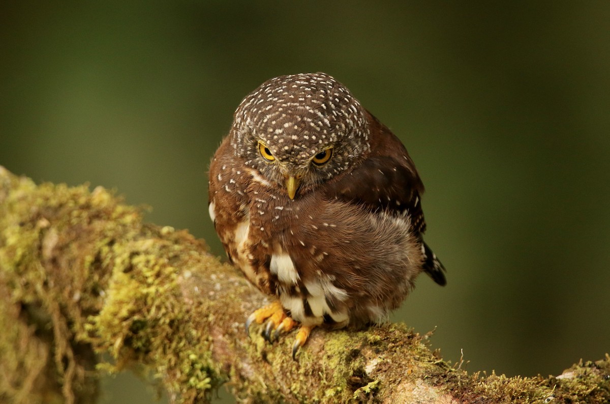 Cloud-forest Pygmy-Owl - ML640886749
