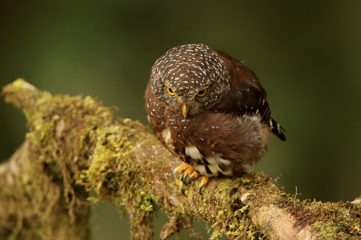 Cloud-forest Pygmy-Owl - ML640886750