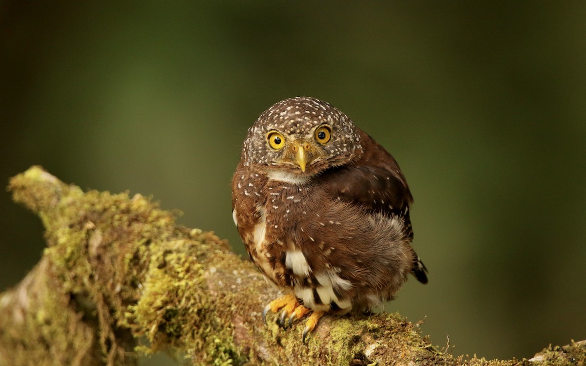 Cloud-forest Pygmy-Owl - ML640886751