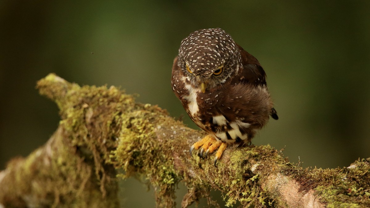 Cloud-forest Pygmy-Owl - ML640886753