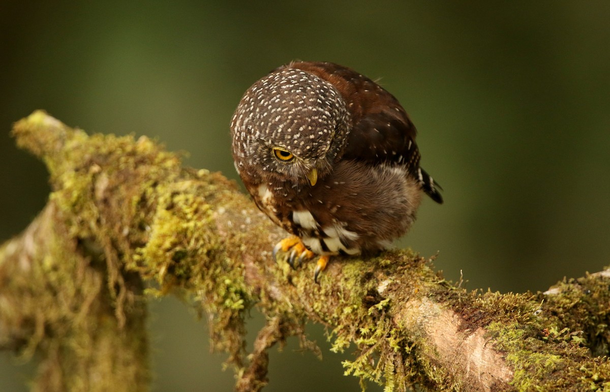 Cloud-forest Pygmy-Owl - ML640886754