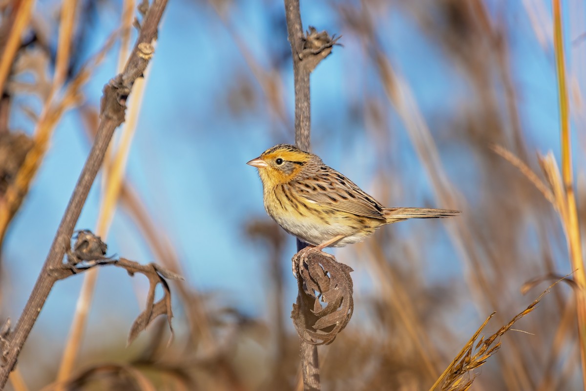 LeConte's Sparrow - ML640886759