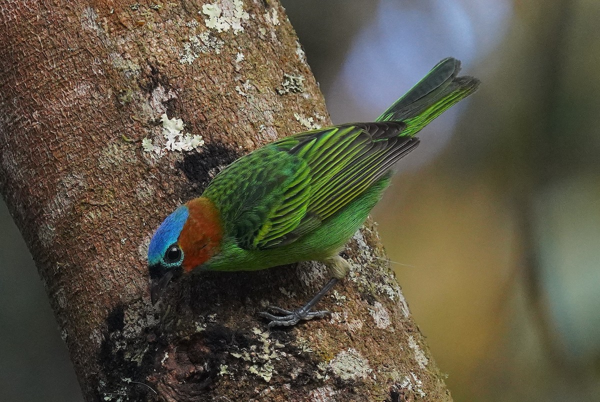 Blaukappentangare - ML640886782
